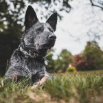 How to Prevent Your Blue Heeler from Nipping at Your Heels
