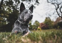 How to Prevent Your Blue Heeler from Nipping at Your Heels How to Prevent Your Blue Heeler from Nipping at Your Heels