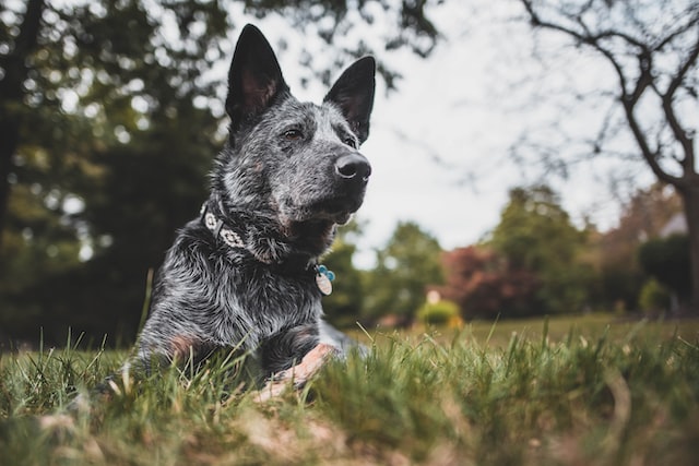 How to Prevent Your Blue Heeler from Nipping at Your Heels How to Prevent Your Blue Heeler from Nipping at Your Heels