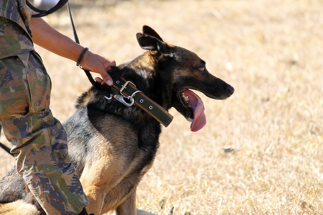 Breeds Used as Police Dogs & in the Military & Emergency Services Malinois and German Shepherds