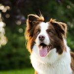 Most Brilliant Canine: The Border Collie, Pet or Relationship?