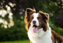 Most Brilliant Canine: The Border Collie, Pet or Relationship? Most Brilliant Canine: The Border Collie, Pet or Relationship?