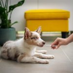 How to Identify Dog Health Symptoms?