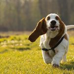 Basset Hounds - To know them, is to love them