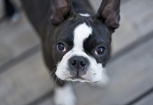 Boston Terriers – The Truth About Training, Problems and Fun! Boston Terriers