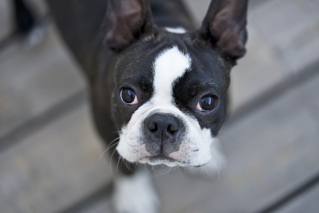 Boston Terriers – The Truth About Training, Problems and Fun! Boston Terriers