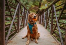 Dog Obedience Training Dog Obedience Training