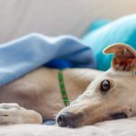 Greyhounds: Adopting Retired Racers
