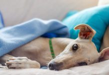 Greyhounds: Adopting Retired Racers Greyhounds: Adopting Retired Racers