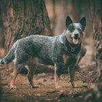 Blue Heeler: Not Your Ordinary Dog