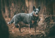 Blue Heeler: Not Your Ordinary Dog Blue Heeler: Not Your Ordinary Dog