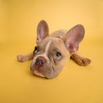 The Most Difficult Dog Breeds to Own