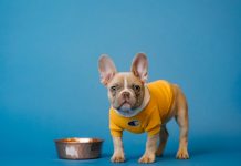 Nutrition of Dogs: Types of PET FOOD Types of PET FOOD