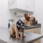 Dog Health Diagnosis