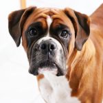 Is a Boxer a Good Dog for You?
