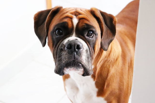 Is a Boxer a Good Dog for You? - Dog Origin