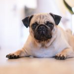 Should You Own a Pug?
