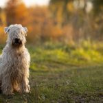 The Kerry Blue Terrier