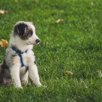 How Much Exercise Should Your Puppy Get
