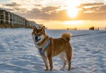 Understanding Dog Training Collars Dog Training Collars