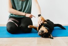 Dog training tip- Success way to master your dog Dog training tip