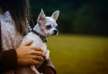Dog Hair Loss- Ways to Help You and Your Dog Cope Physiology of Dog Hair Loss