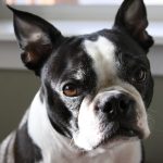 Boston Terriers - The Perfect Family Dog