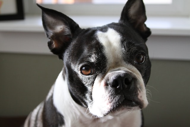 Boston Terriers – The Perfect Family Dog Boston Terriers - The Perfect Family Dog